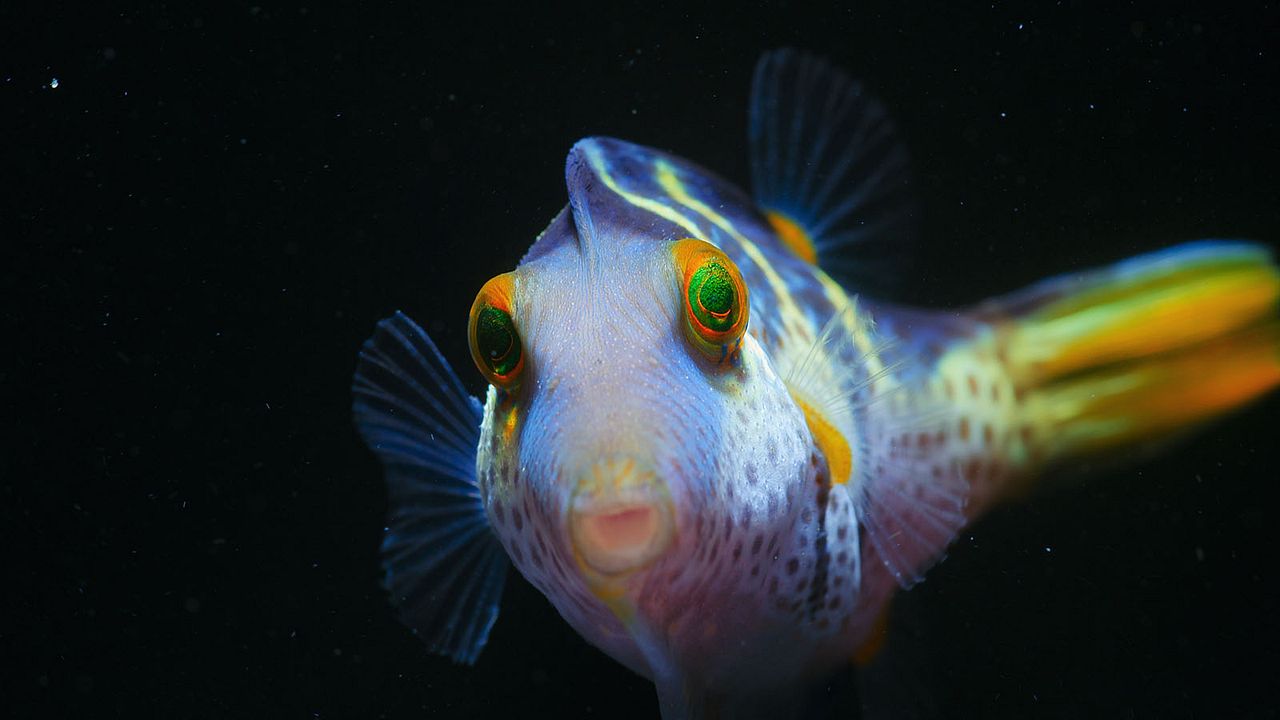 Globo y las maravillas del arrecife : Foto