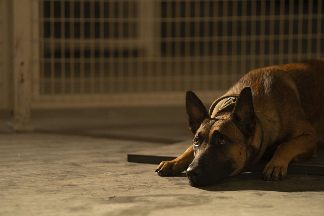 Dog: Un viaje salvaje : Foto