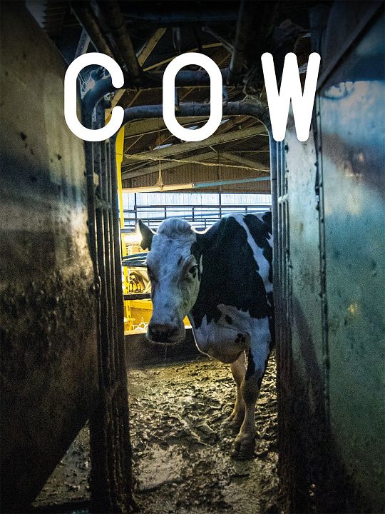 Cow : Póster