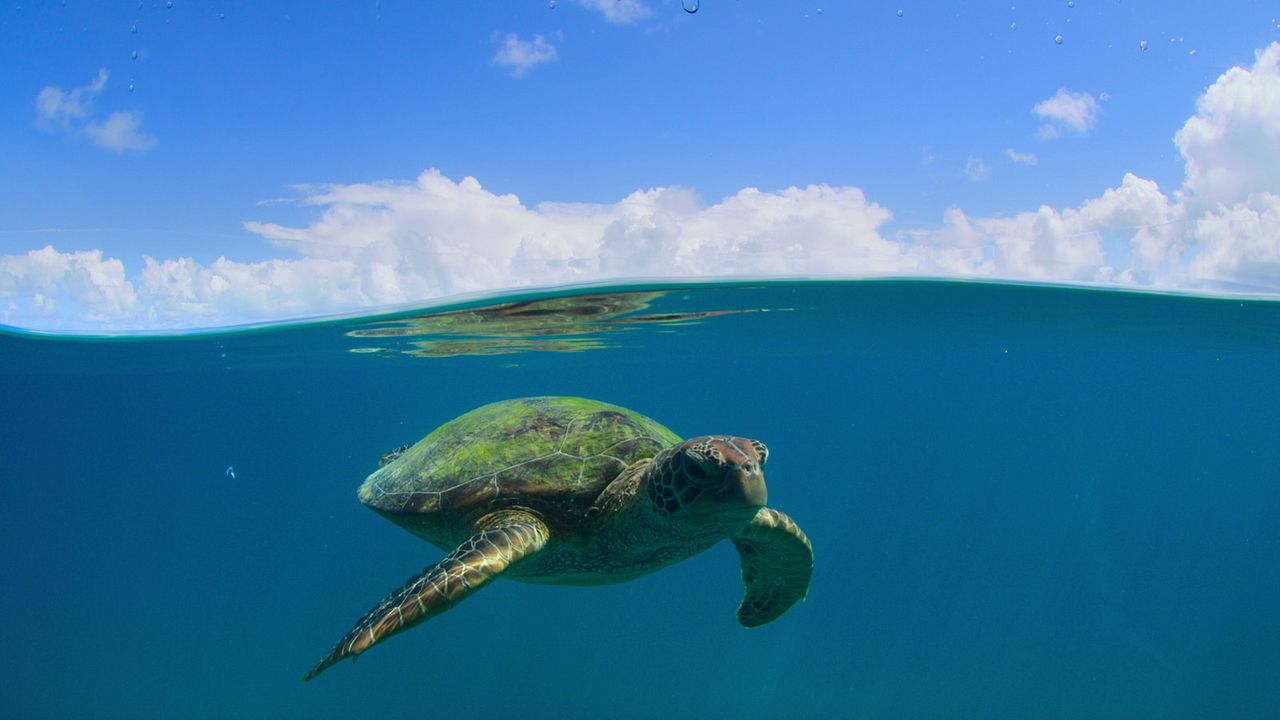 Nuestros grandiosos parques nacionales : Foto