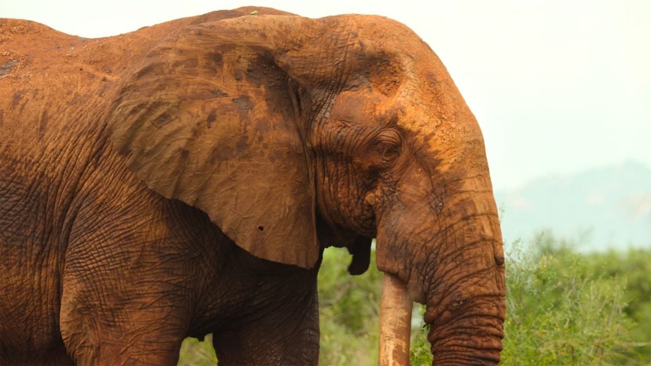 Nuestros grandiosos parques nacionales : Póster