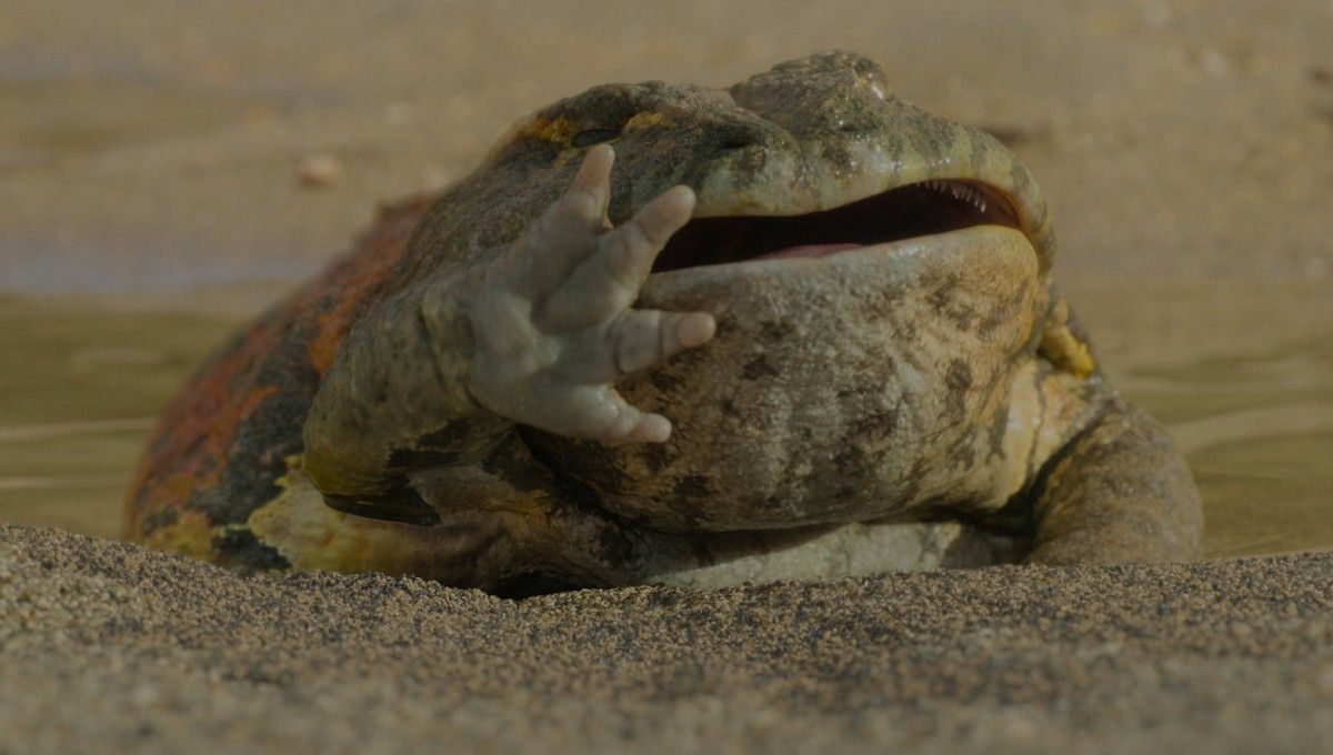 Planeta prehistórico : Foto