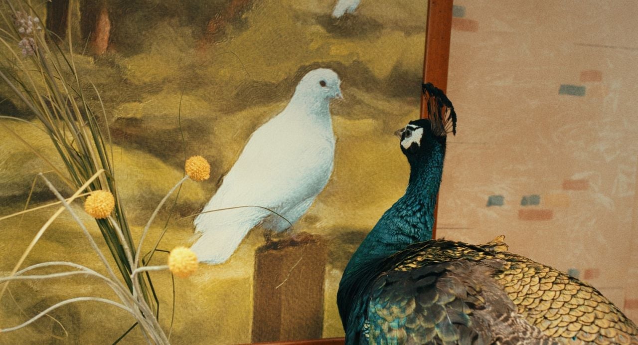 Il paradiso del pavone : Foto