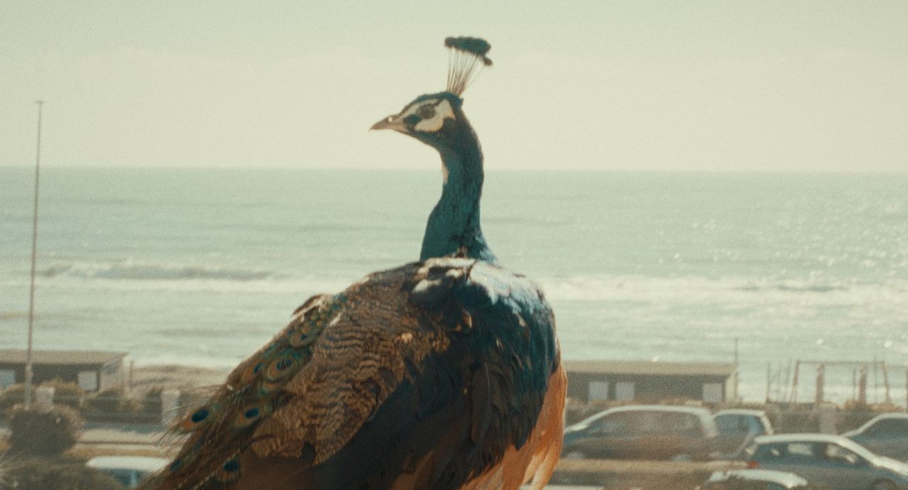 Il paradiso del pavone : Foto