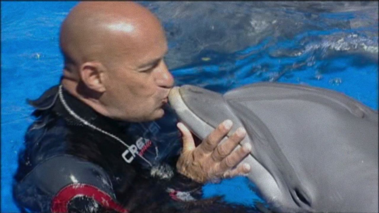 ¿Qué le paso al rey de los delfines? : Foto