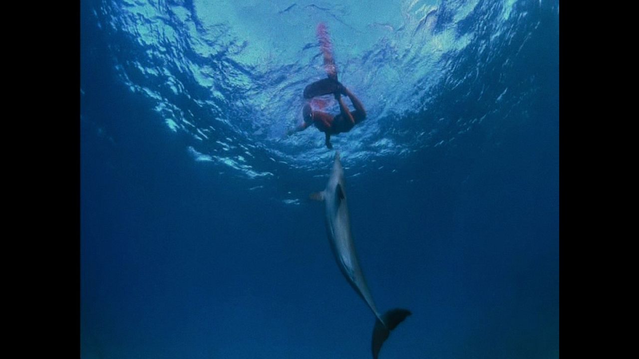 ¿Qué le paso al rey de los delfines? : Foto