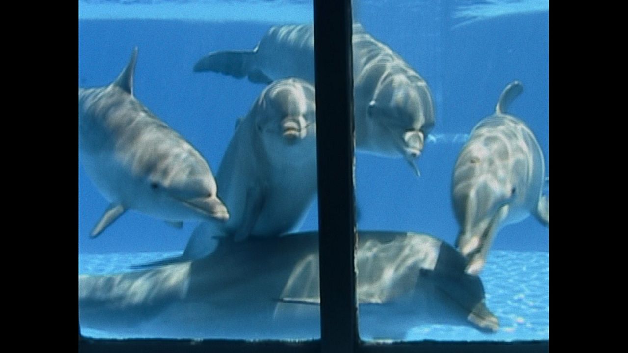 ¿Qué le paso al rey de los delfines? : Foto