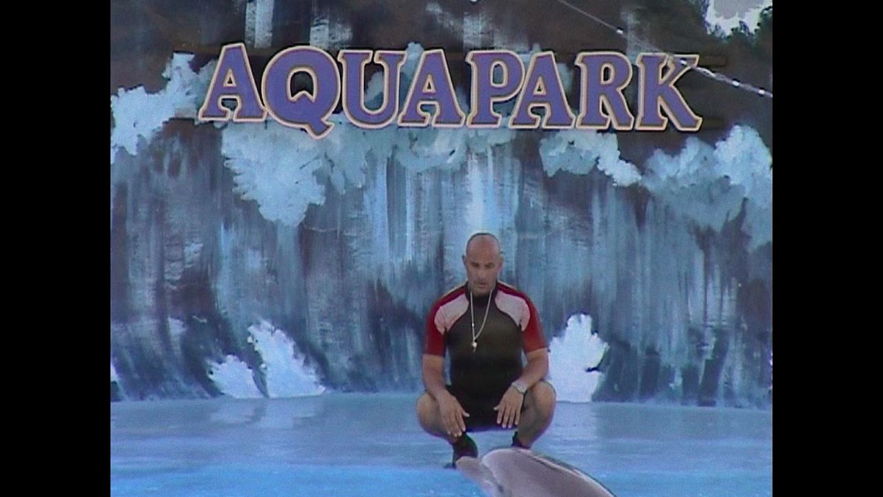 ¿Qué le paso al rey de los delfines? : Foto