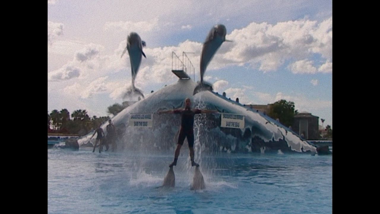 ¿Qué le paso al rey de los delfines? : Foto