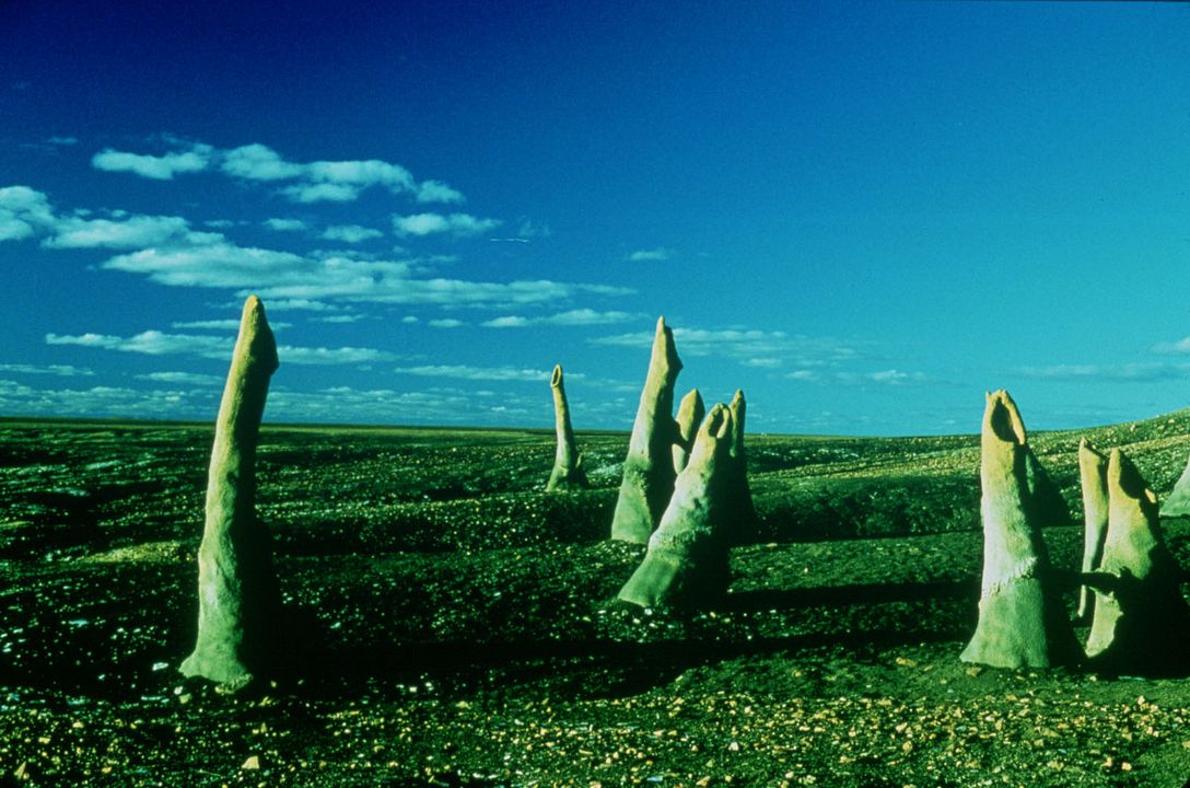 Criaturas de la noche : Foto