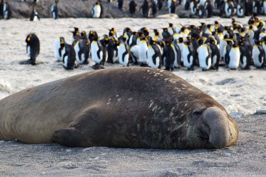 Big Beasts : Foto