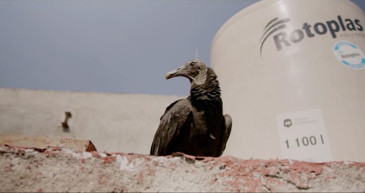 Rotting in the Sun : Foto