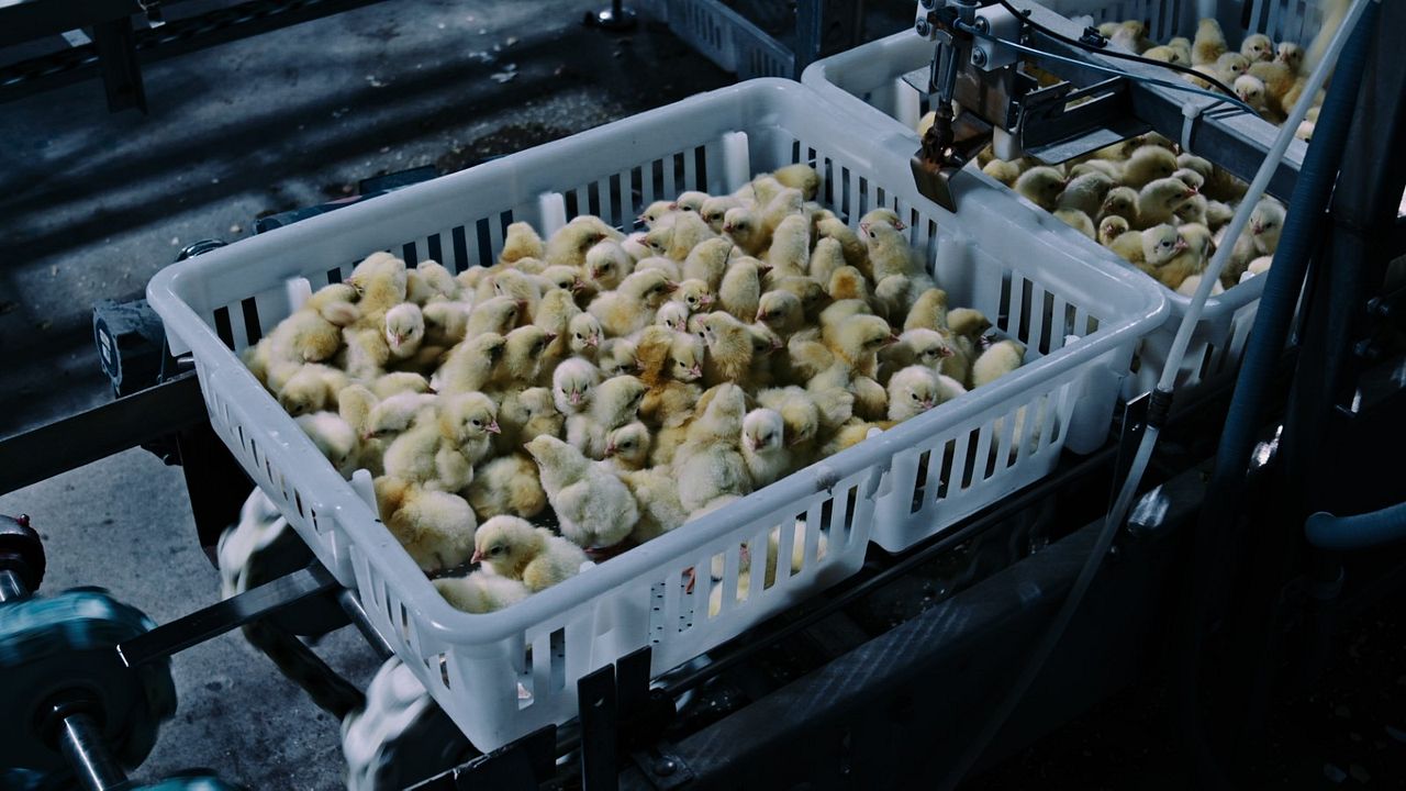 Intoxicación: La cruda verdad sobre nuestra comida : Foto