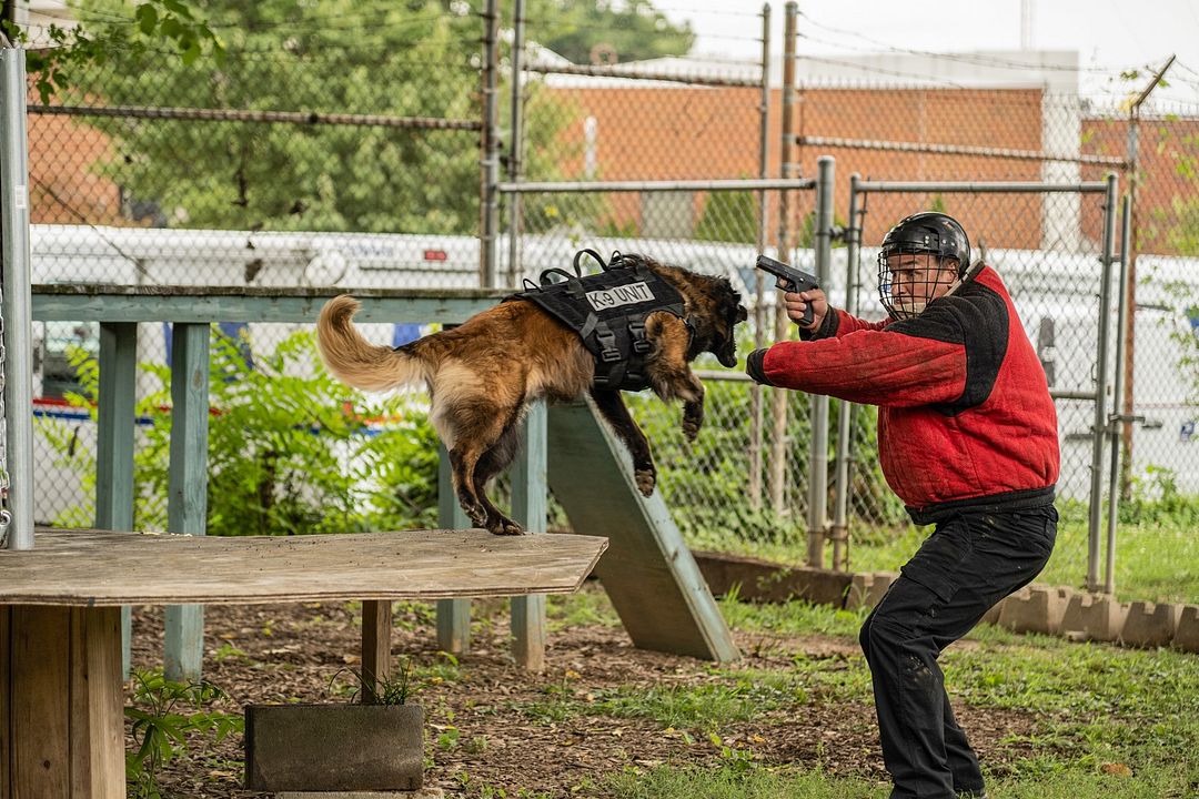 Perro guardián : Foto