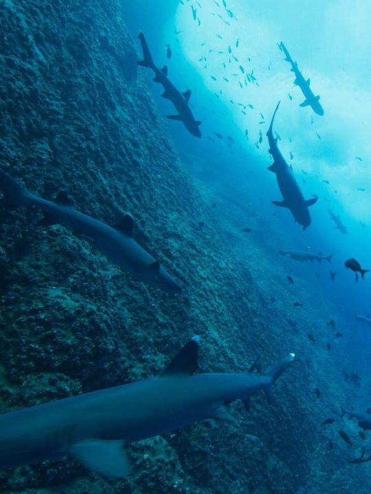 Nuestros océanos : Póster