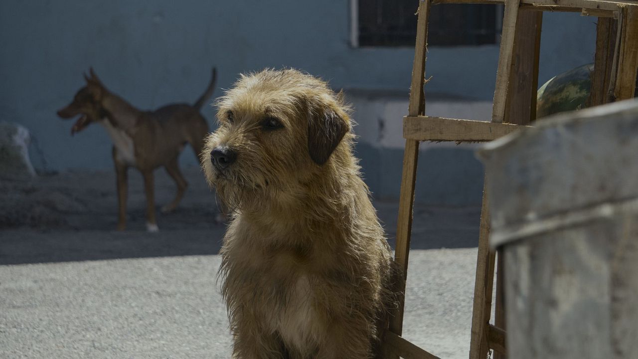 Arthur: Una Amistad Sin Limites : Foto
