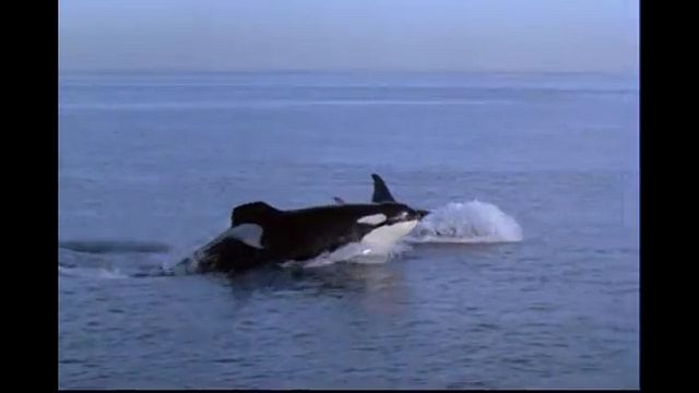 Liberen A Willy 3 Pelicula Completa En Español